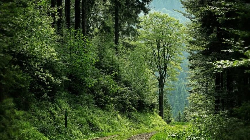 Berbenah Kawasan Hutan